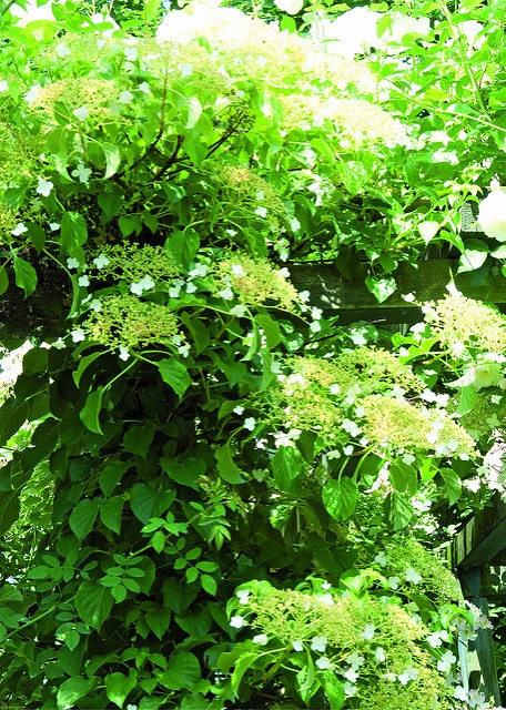 Hydrangea anomala