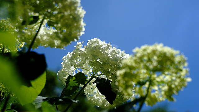 Hortensia de virginie