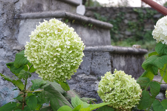 Hortensia de virginie