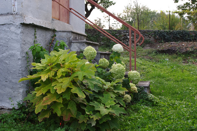 Hortensia de virginie