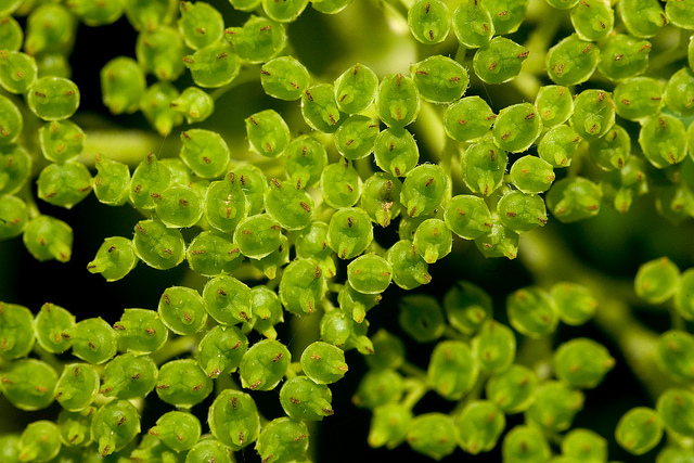 Hortensia de virginie