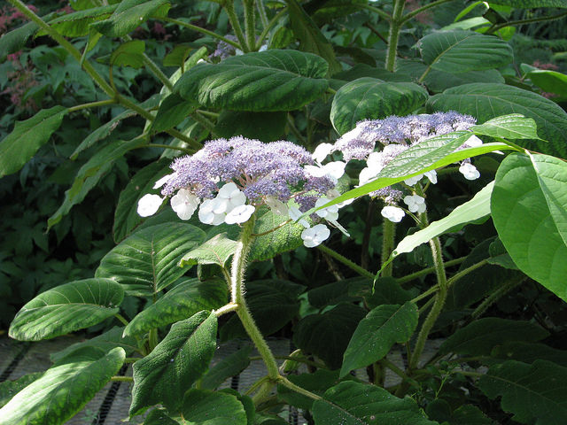 Hortensia aspera (Hydrangea aspera)