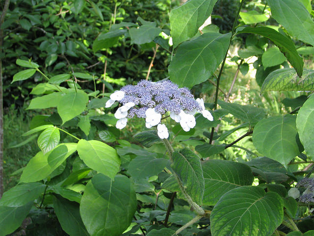 Hortensia aspera