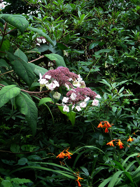 Hortensia aspera