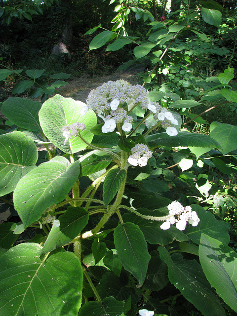 Hortensia aspera