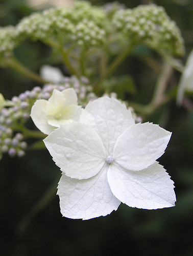 Hortensia aspera