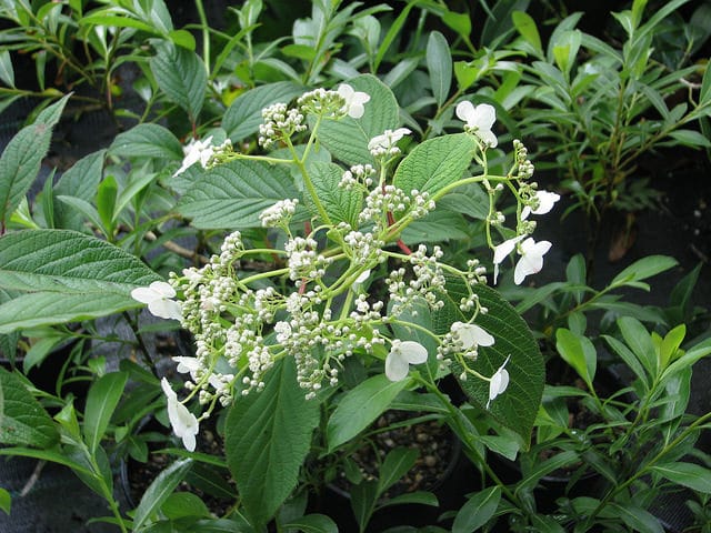 Hydrangea sungpanensis (Hydrangea heteromalla)