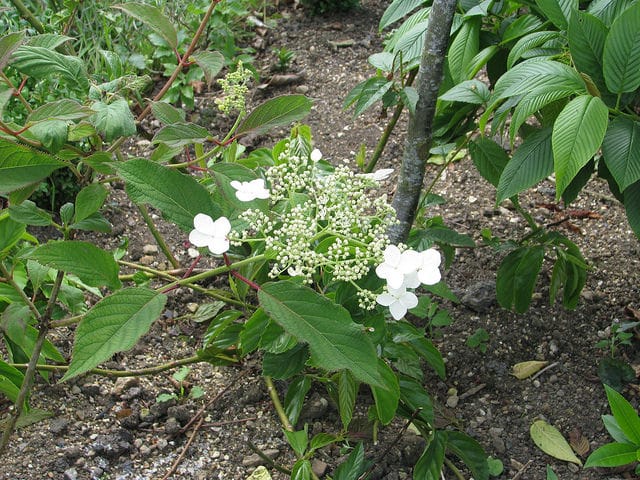 Hydrangea sungpanensis