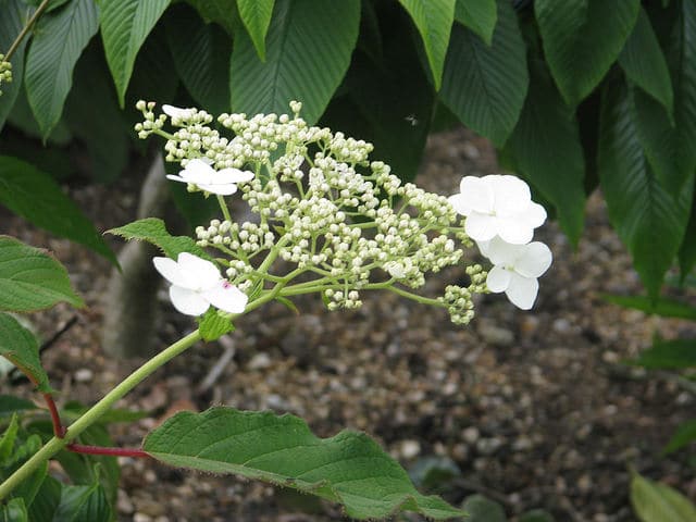 Hydrangea sungpanensis