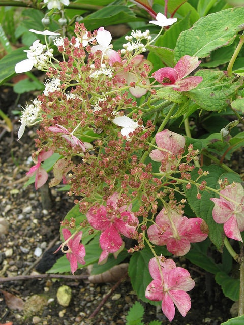 Hydrangea sungpanensis