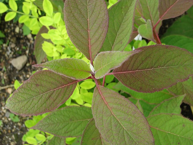Hydrangea sungpanensis