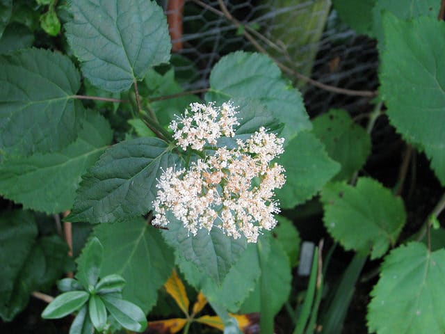 Hydrangea hirta