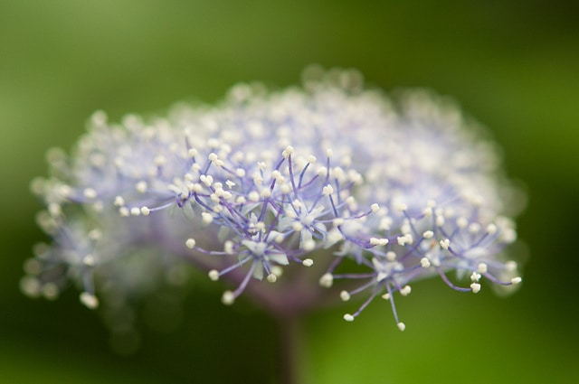 Hydrangea hirta