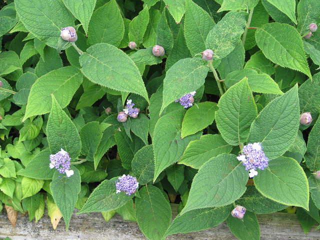 Hortensia nain
