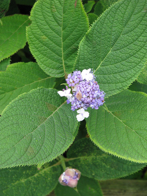 Hortensia nain