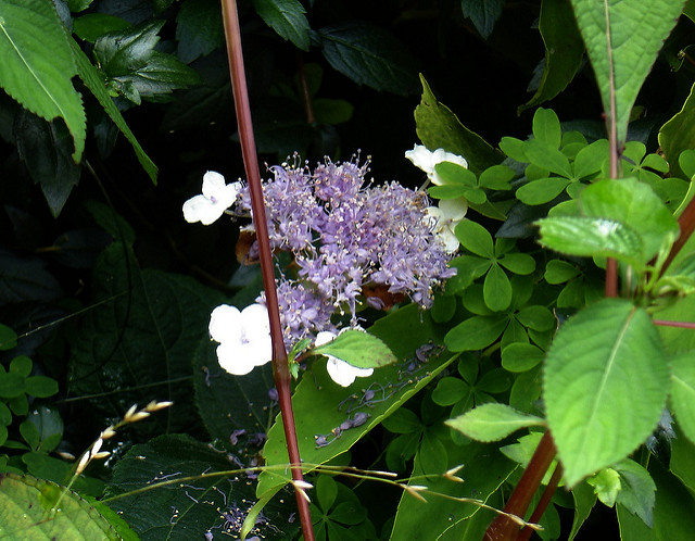 Hortensia nain