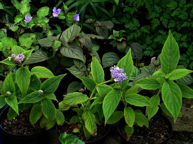 Hortensia nain