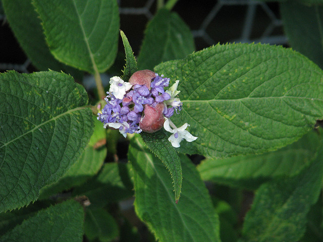 Hortensia nain