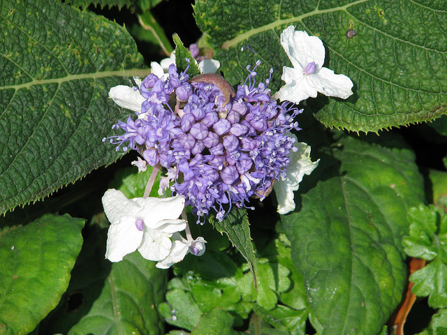 Hortensia nain (Hydrangea involucrata)