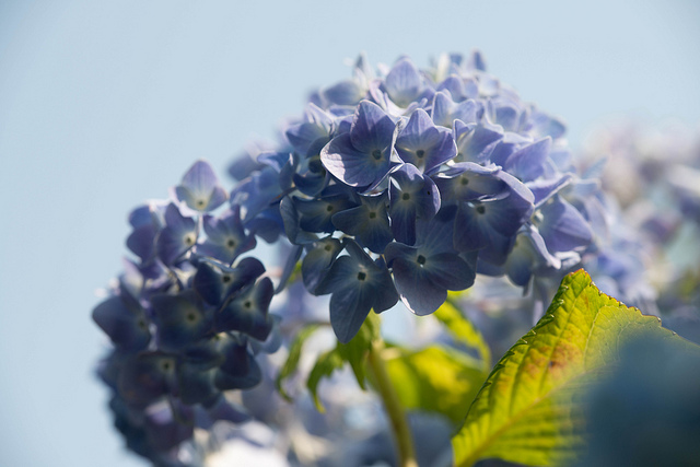 Hortensia