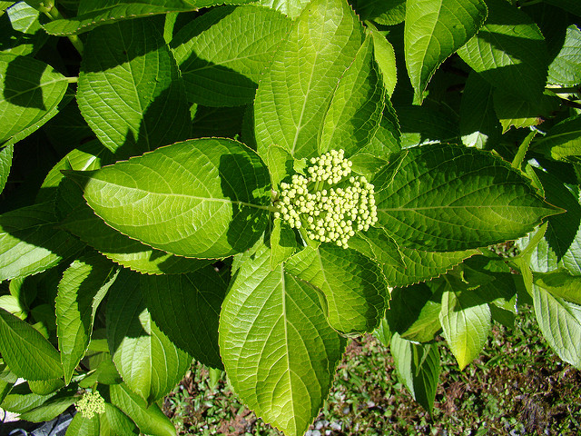 Hortensia