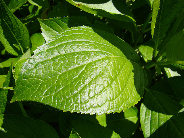 Hortensia