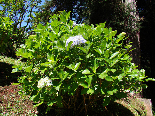 Hortensia
