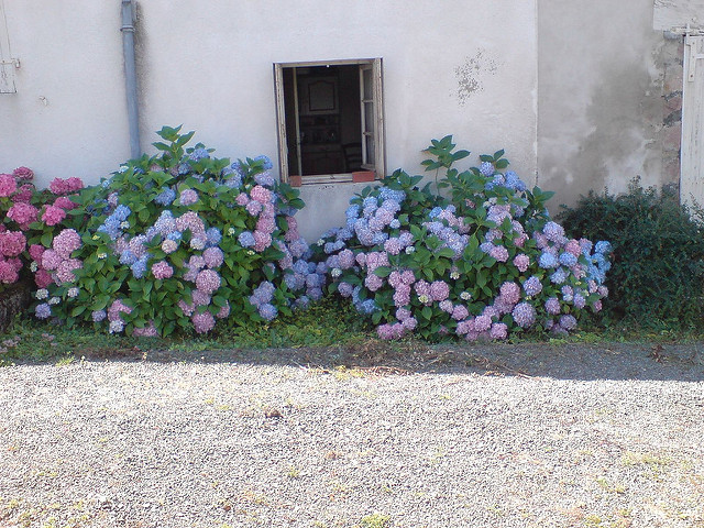 Hortensia paniculé