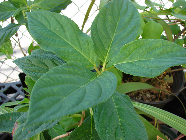 Hortensia paniculé