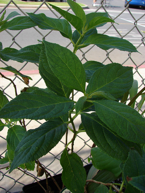 Hortensia paniculé