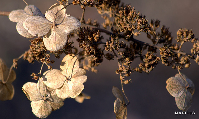 Hortensia paniculé