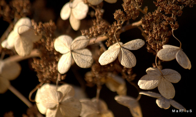 Hortensia paniculé