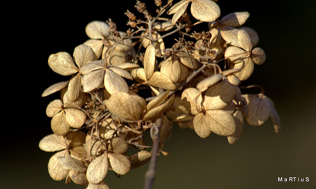 Hortensia paniculé (Hydrangea paniculata)