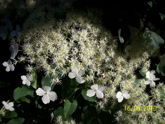 Hortensia grimpant