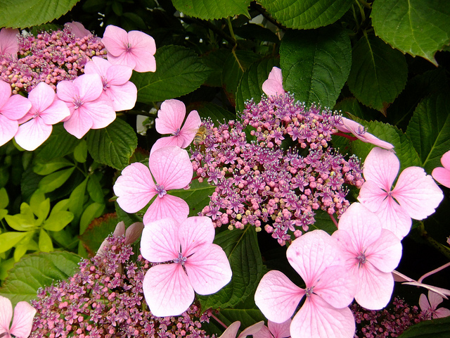 Hortensia grimpant