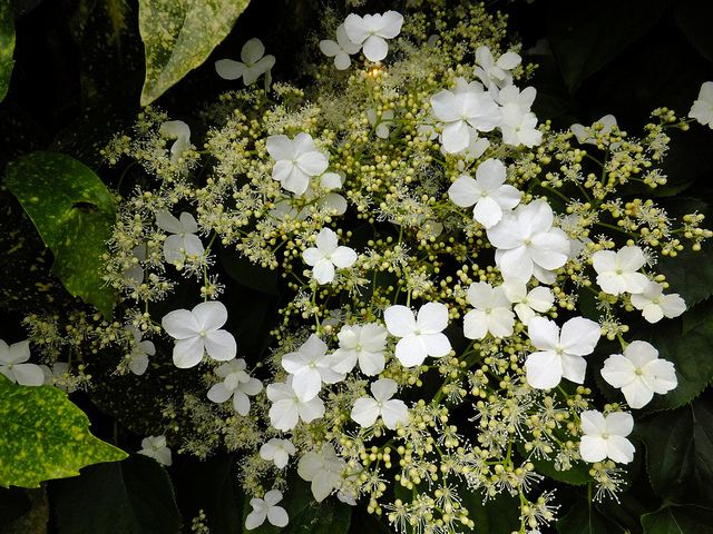 Hortensia grimpant