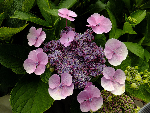 Hortensia grimpant (Hydrangea petiolaris)