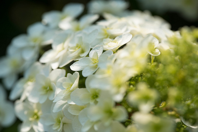 Hortensia à feuilles de chêne (Hydrangea quercifolia)