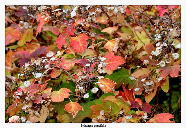 Hortensia à feuilles de chêne