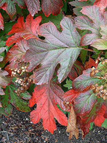 Hortensia à feuilles de chêne