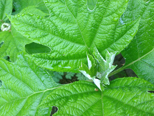 Hortensia à feuilles de chêne