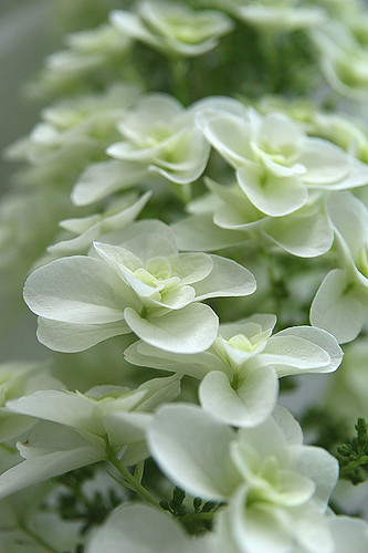 Hortensia à feuilles de chêne