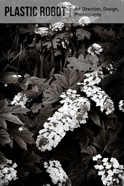 Hortensia à feuilles de chêne