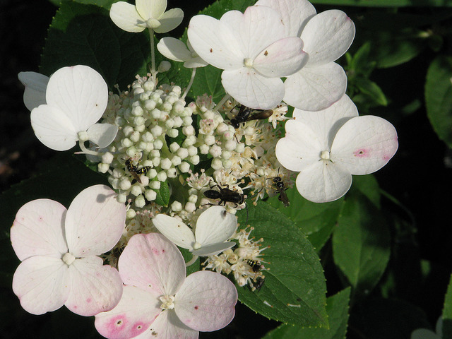 Hortensia japonais