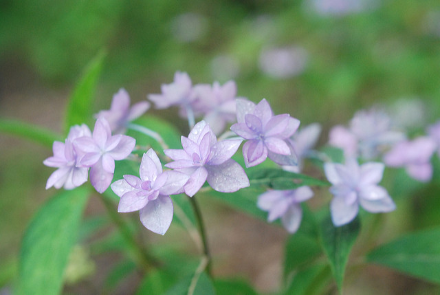 Hortensia japonais