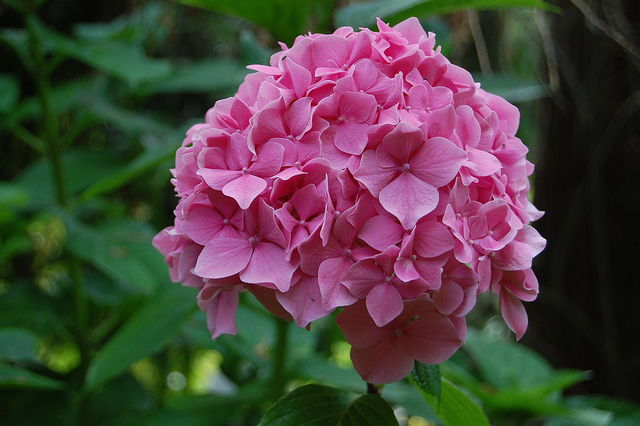Hortensia japonais