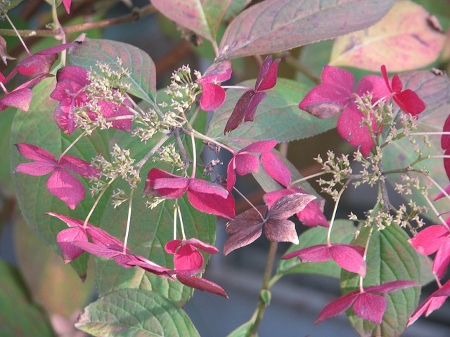 Hortensia japonais
