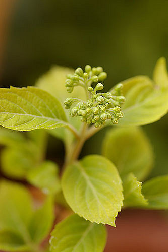Hortensia japonais