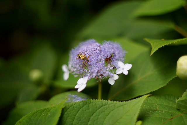 Hortensia japonais (Hydrangea serrata)