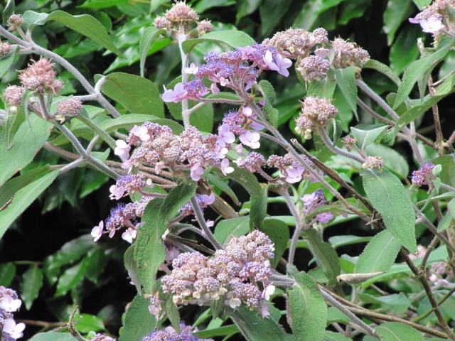 Hortensia villosa